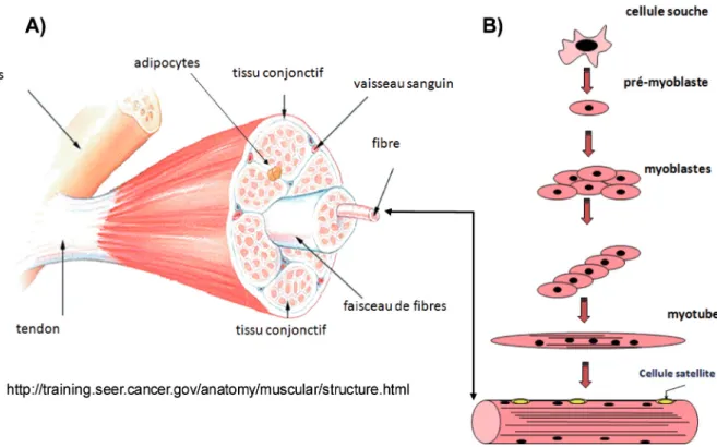 Figure 1. Structure et formation du tissu musculaire.