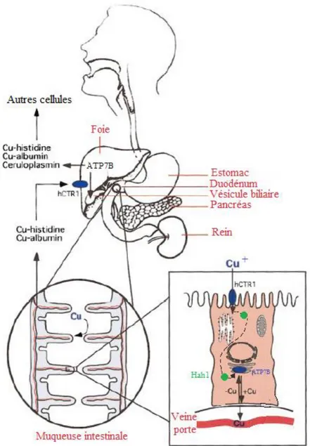 Figure  1 :  Illustration  de  l’absorption  du  cuivre  chez  l’homme.  Le  cuivre  est  ingéré,  puis  est  capté  par  la  muqueuse intestinale où il pénètre sous la forme Cu +  grâce au transporteur hCtr1