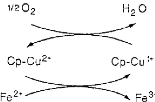 Figure 3 : Mécanisme d’action de la céruloplasmine. En plus de son rôle de transporteur la céruloplasmine est  une  ferroxydase,  elle  utilise  le  potentiel  oxydo-réducteur  du  cuivre  pour  oxyder  le  fer