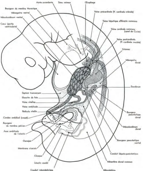 Figure 1 : Premier développement des glandes annexes de l'intestin. (Barone, 1997) 