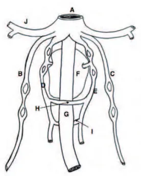 Figure 4 : Développement des veines de la région hépatique, disposition initiale chez un  embryon de 3 à 4 mm