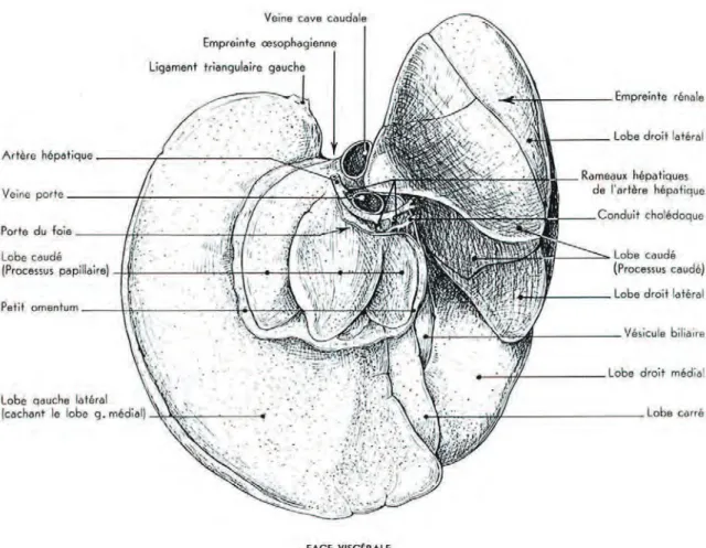 Figure 9 : Foie du Chien, isolé après fixation. Face viscérale. (Barone, 1997) 