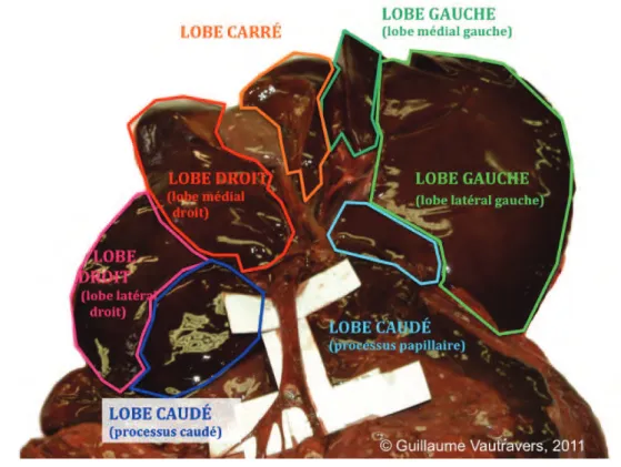 Figure 11 : Visualisation ex situ de la lobation hépatique chez le Chien, face viscérale,  dissection sur cadavre