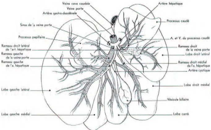 Figure 12 : Distribution intra-hépatique de l’artère hépatique et de la veine porte chez le  Chien