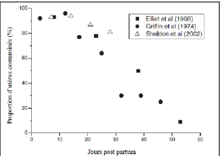 Figure 18 : Proportion d’utérus bovins contaminés en fonction du délai post-partum. 