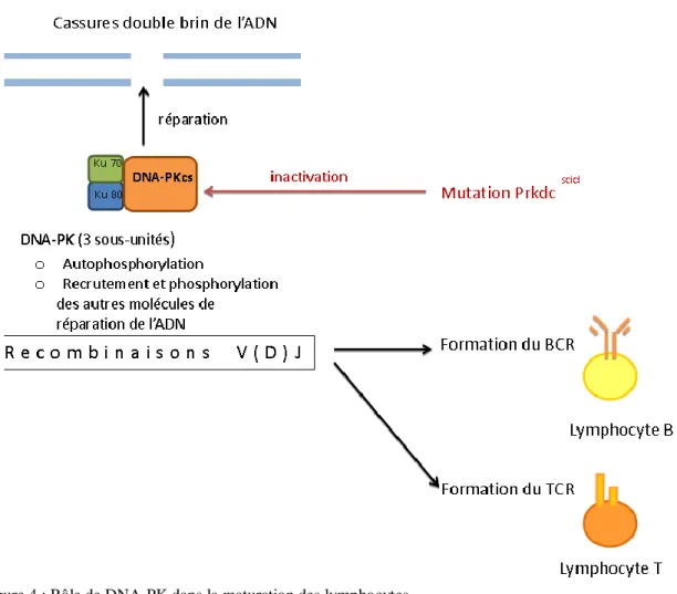 Figure 4 : Rôle de DNA-PK dans la maturation des lymphocytes 