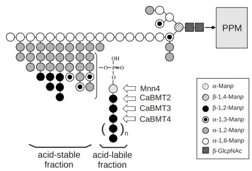 Figure 1. Structural model of serotype A C. albicans phosphopeptidomannan (PPM) N-glycan  moiety