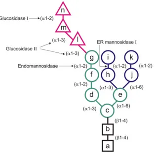 Fig.  2 :  Structure  de  l’oligosaccharide  précurseur  des  N-glycannes.  Ce  tétradécasaccharide  contient  3  glucoses  (triangles),  9  mannoses  (cercles)  et  2  N-Acétylglucosamines  (carrés)