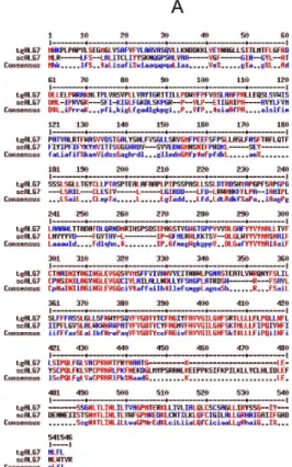 Figure  S1  Functional complementation of the conditional lethal S. cerevisiae strain YPH499-HIS- YPH499-HIS-GAL-ALG7 by the T