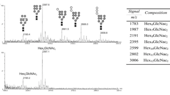 Figure  S3  MALDI-TOF/MS  comparison  of  native  PNGase  F  released  oligosaccharides  from  (A)  HFF  cells  and  (B)  T