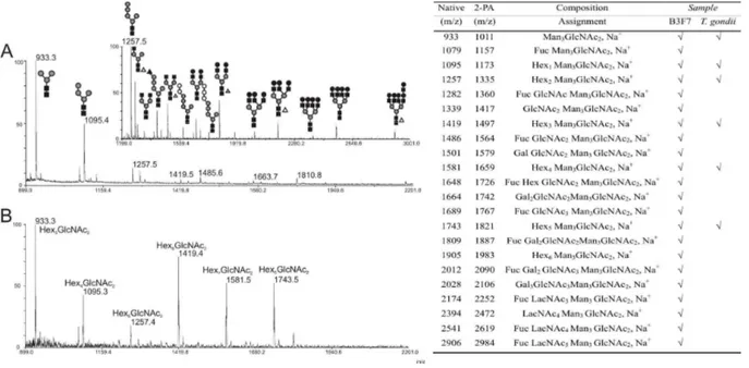 Figure  S4  MALDI-TOF/MS  comparison  of  native  PNGase  F  released  oligosaccharides  from  (A)  B3F7  cells  and  (B)  T