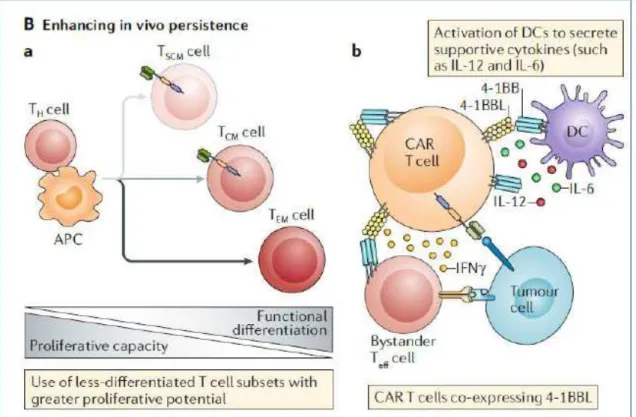 Figure 13. Approches pour améliorer la persistance in vivo (2). 