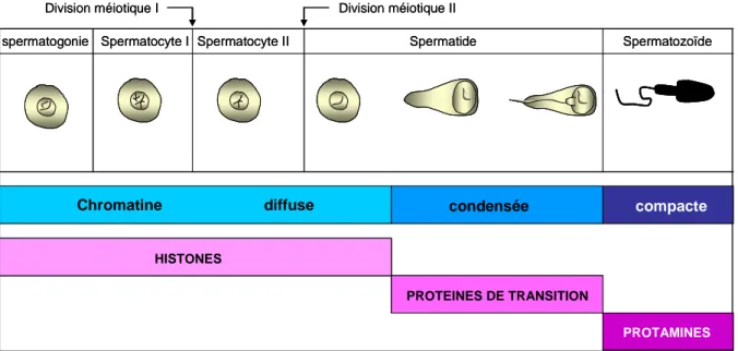 Figure  1 :  Changements  morphologiques,  ultra  structuraux  et  biochimiques  de  la  spermatogenèse du bélier (Ovis aries)