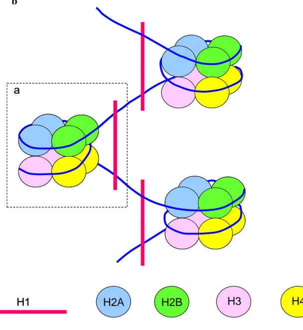 Figure 2 : (a) structure du nucléosome qui est composé d’un octamère protéique constitué de  2 molécules d’histone H2A (boules bleues), 2 d’H2B (boules vertes), 2d’H3 (boules roses) et  2 d’H4 (boules jaunes)