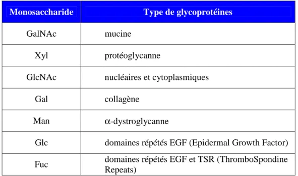 Tableau II : Les différents acides aminés pouvant être liés à des monosaccharides et  oligosaccharides et types de glycoprotéines