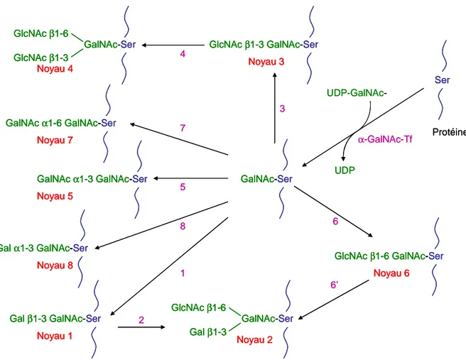 Figure 10 : Biosynthèse des  noyaux O-glycanniques de type mucine. 