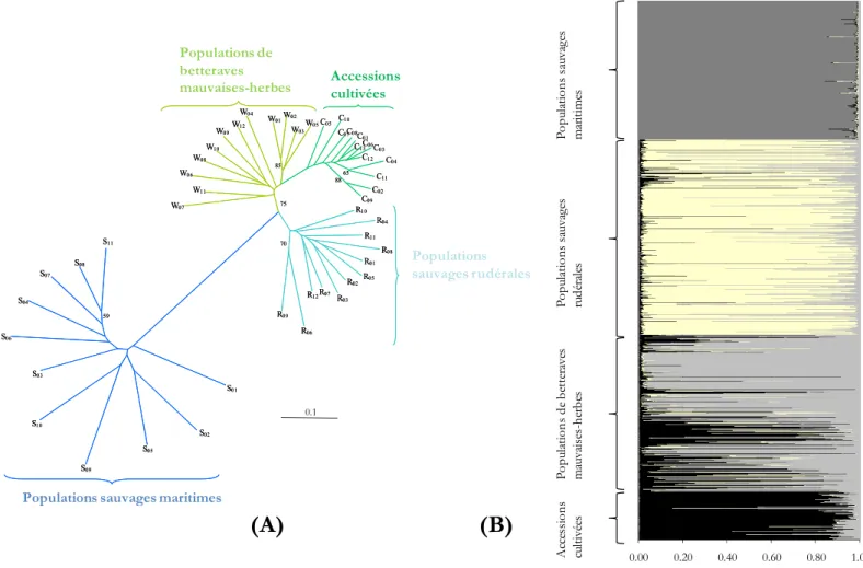 Figure 3 : Arbre de populations fondé sur la méthode du neighbor-joining en utilisant la distance génétique de Cavalli-Sforza &amp; Edwards  (1967) sur la base du polymorphisme observé pour cinq locus microsatellites (A) ; Distribution des probabilités d’a