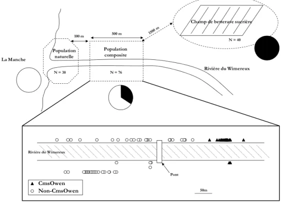Figure 5 : Composition cytoplasmique pour une population de betteraves maritimes échantillonnée à l’embouchure du Wimereux,  une population suspectée être un mélange de formes sauvages et mauvaises-herbes, et une population référence de betteraves  mauvais