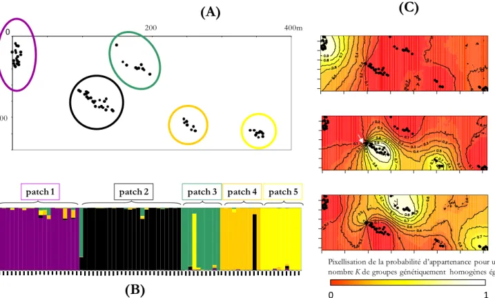 Figure 9 : Position spatiale des individus génotypés à l’intérieur d’une parcelle fortement infestée par des betteraves mauvaises-herbes  (A) et visualisation de la structuration génétique au moyen des analyses bayésiennes d’assignation d’individus proposé
