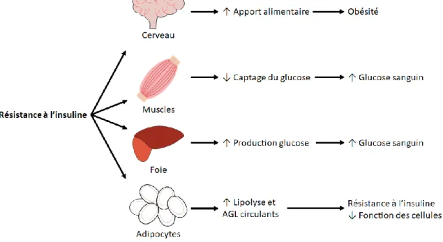 Figure 1 : Conséquences de la résistance à l’insuline dans le diabète de type 2  Schéma représentant les conséquences de la résistance à l’insuline observée dans le diabète  de type 2 sur différents organes