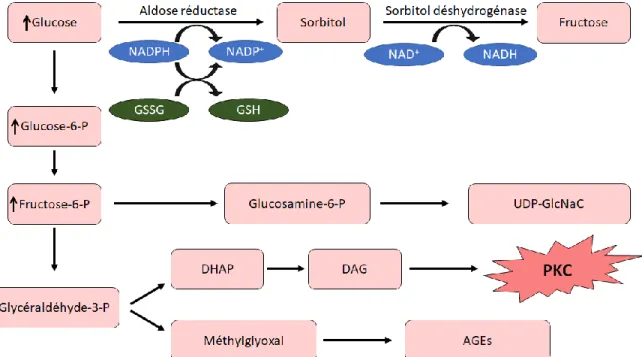 Figure 6 : Mécanismes de glucotoxicité 