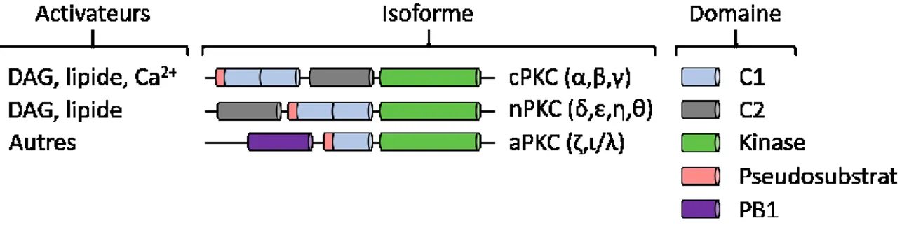 Figure 7 : Structure et familles des PKCs 