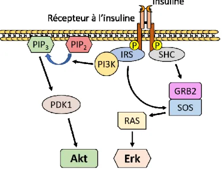 Figure 8 : Voie de signalisation de l’insuline 