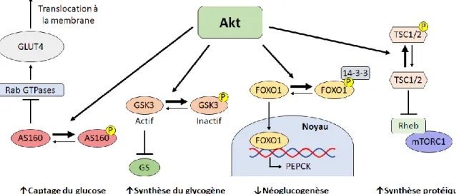 Figure 9 : Conséquences cellulaires de l’activation d’Akt 