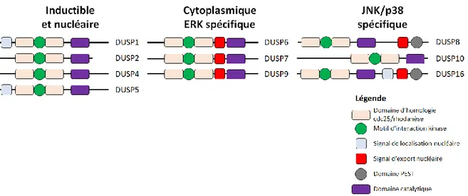 Figure 11 : Classification des DUSPs typiques 