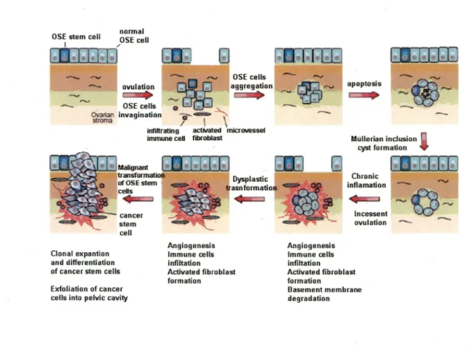 Figure 4. Model of the development of an  EOC tumor (FARLEY et al., 2008). Incessant  ovulation and  wound  repair  increases the  risk of genetic abnormalities,  Jeading to  changes  in  epithelial  cells  lining  the  Müllerian  inclusion  cyst