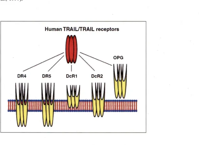 Figure  8.  TRAIL  and  its  receptors  (WANG,  2008).  There  are  2  pro-apoptotic  TRAIL  receptors (DR4 and DR5) and three anti-apoptotic receptors (DcRl, DcR2 and OPG)