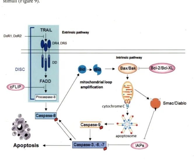 Figure 9. Apoptotic TRAIL signalling. Binding of TRAIL to death receptors (DR4, DR5)  leads to  a Bid-cleavage-dependent mitochondrial  amplification  step