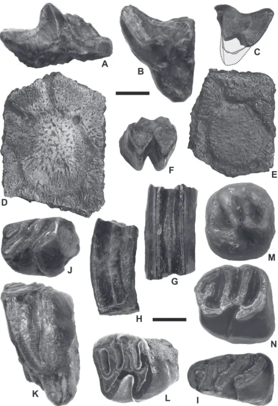 Fig. 3. Fossil mammal remains from the MD-67 locality, middle Miocene of the Amazonian Madre de Dios Subandean Zone, Perú