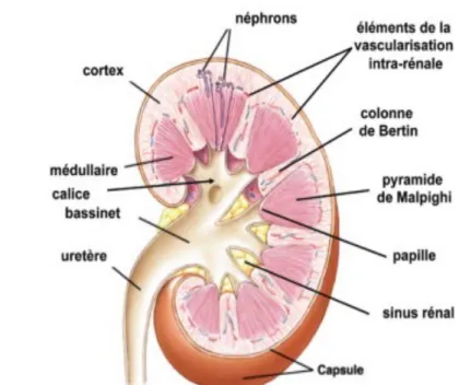 Figure 1 : Coupe frontale d’un rein (1) 