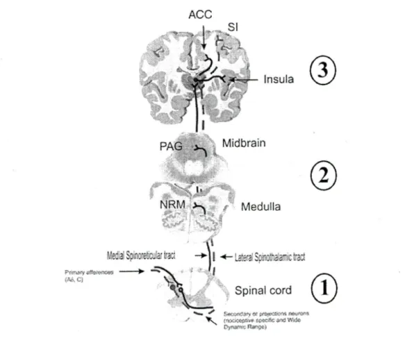 Figure 1: Modulation de la douleur au niveau spinal (1), au niveau du tronc cérébral (2) et au niveau