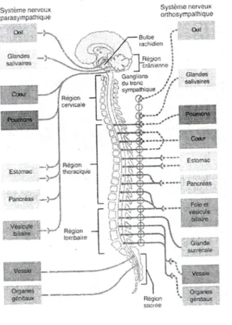 Figure 3  :  Système nerveux autonome  , , ^