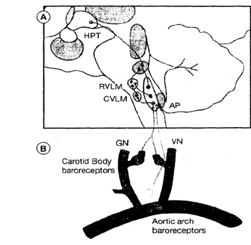 Figure 4 :  Arc baroréflexe.