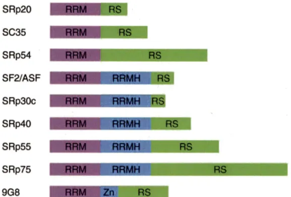 Figure tirée de Shepard et al., 2009. 