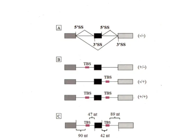 Figure  1 : ARN  pré-messager modèle  utilisé  dans  un  système  in  vivo  afin  de  déterminer  l' impact de l'insertion de sites de haute affinité  à  TDP-43,  (UG)l3,  sur le profil d'épissage
