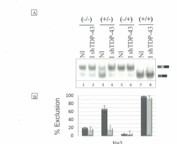 Figure 4 : Épissage alternatif in  vivo  des  transcrits  (-/-),  (+/-),  (-/+)  et  (+/+)  dans  des  cellules  HeLa/shTDP-43  non-induites  (-) et  induites  (- )