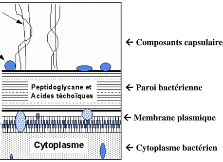 Figure 8 : Structure de la paroi bactérienne du Staphylococcus aureus : composants capsulaires, paroi  bactérienne et membrane plasmique [Euzéby, 2008].