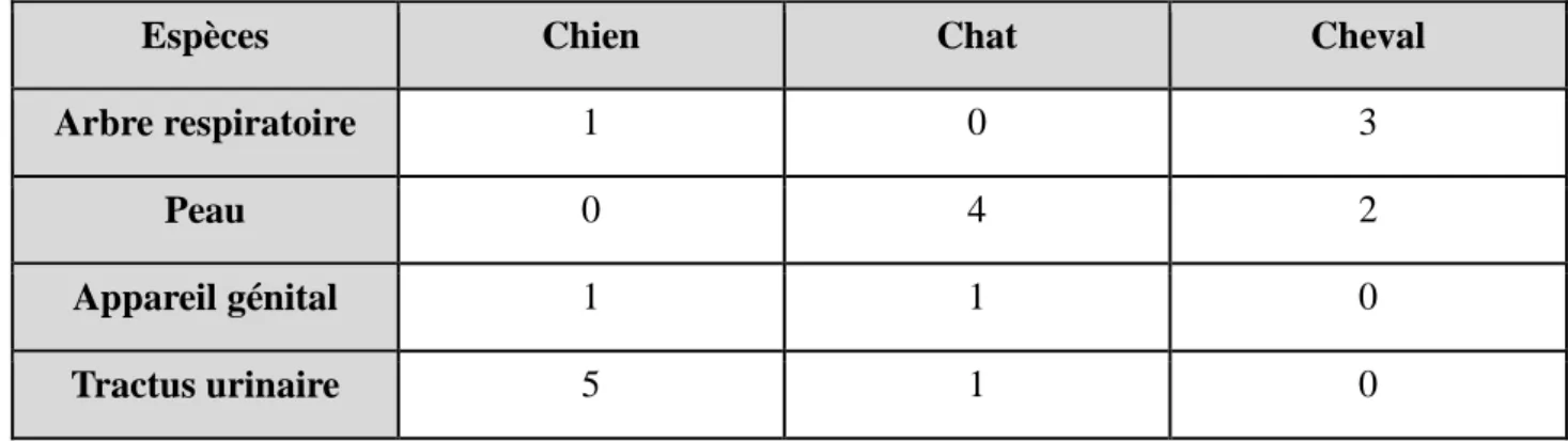 Figure 10 : Pourcentages d'isolement du Staphylococcus aureus parmi les Staphylocoques à coagulase positifs  chez différentes espèces d’animaux domestiques [Biberstein, 1984]