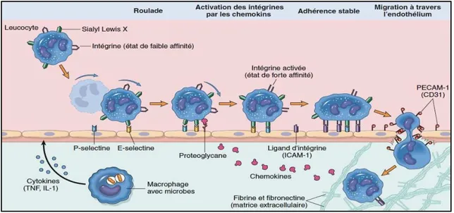 Figure 15 : Mécanisme de recrutement des neutrophiles sur le site de l'infection : chimiotactisme et diapédèse  [Collège français des pathologistes, 2012].