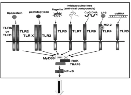 Figure 19 : Reconnaissance d'antigènes bactériens par les récepteurs TLR exprimés à la surface des cellules  épithéliales et cascade d'activation aboutissant à l'expression de différents gènes : gènes codant pour des peptides 