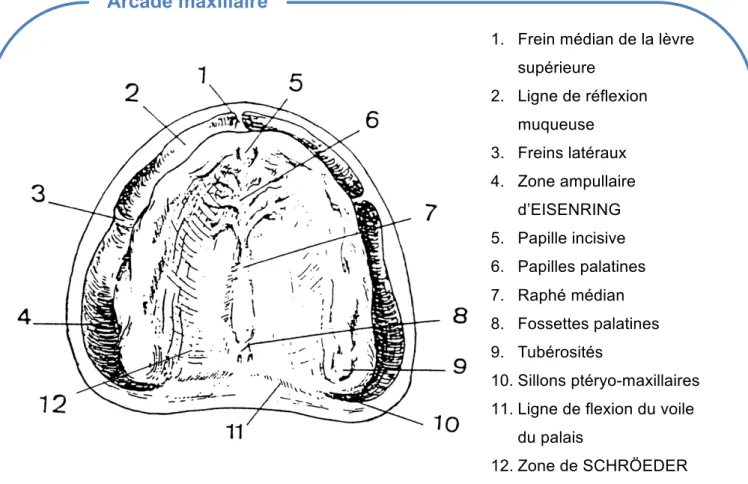 Figure n°1 : Éléments anatomiques identifiables au niveau de l’arcade maxillaire édentée selon  LEJOYEUX [1] 