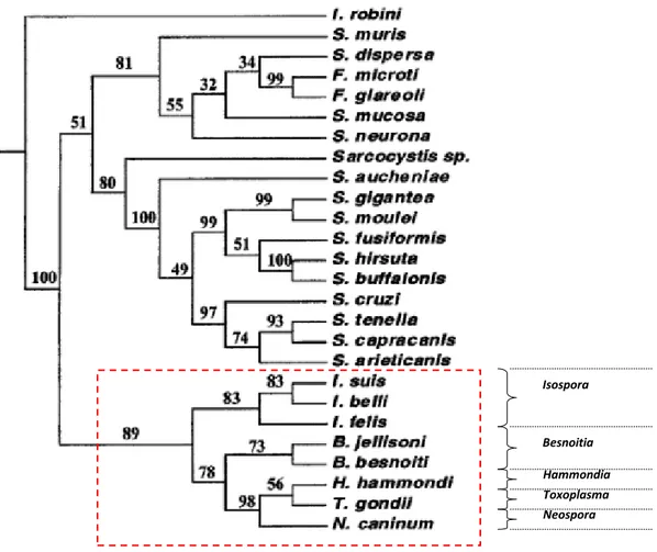 Figure 2 : Arbre phylogénétique construit à partir des séquences de l’ADNr de la petite sous-unité  ribosomale (Ellis et al., 2000)