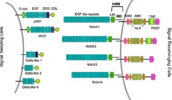 Figure  2 :  Structures  des  récepteurs  et  des  ligands  de  la  voie  NOTCH  chez  les  mammifères