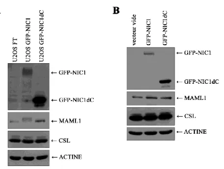 Figure 8 : Génération de lignées cellulaires exprimant GFP-NIC1 et GFP-NIC1dC. 