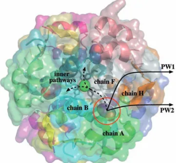 Figure 1. Structure of the R 6 hexameric insulin-phenol complex. The phenol molecule in the pocket between chains A, B, F and H can follow different unbinding pathways