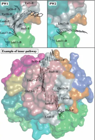 Figure 2. Different paths for phenol unbinding from the R 6 insulin hexamer obtained by MoMA-LigPath